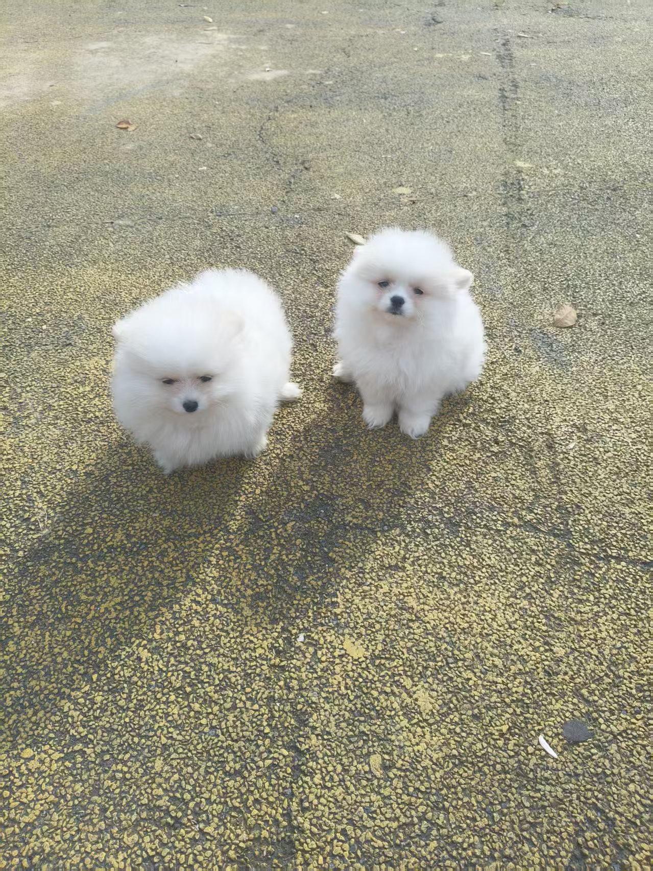 美系圆短版 白博美